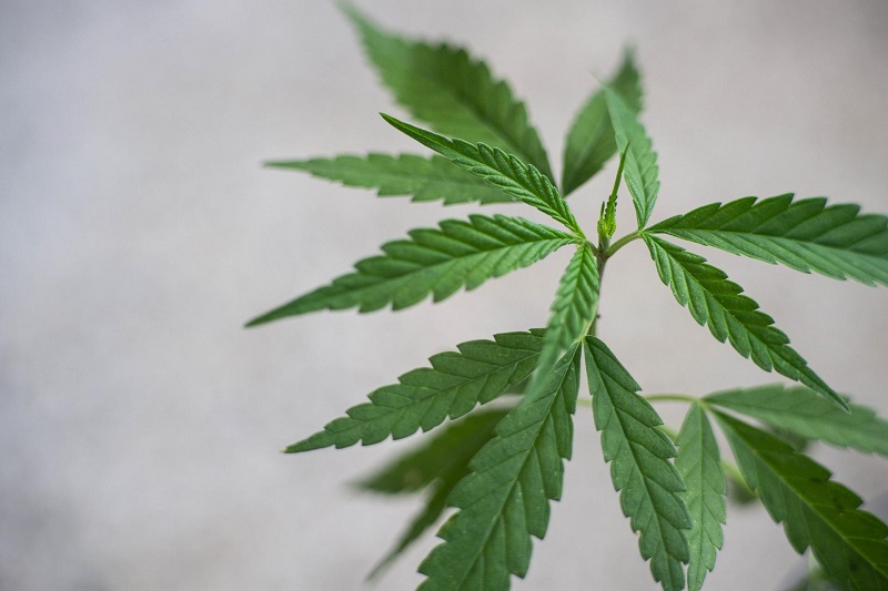 Bioavailability Close Up of a Cannabis Plant