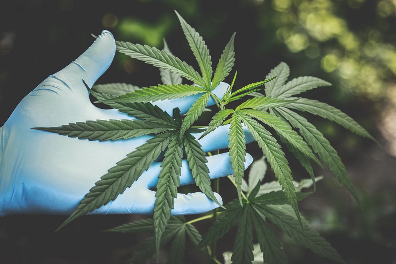 PlantMD Uses GMP Standards Close Up of a Hand Wearing Blue Rubber Gloves Pruning a Hemp Plant