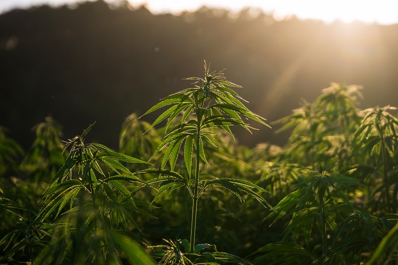 Overview of the Hemp Plant Close Up of a Field of Hemp Plants with the Sun Rising Behind Them