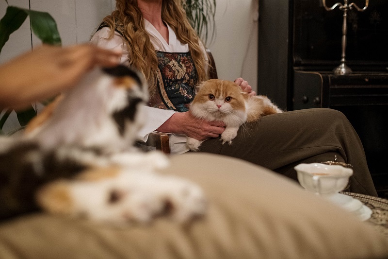 Use CBD for Pets Two People Sitting in a Room Each Holding a Cat and Petting Them