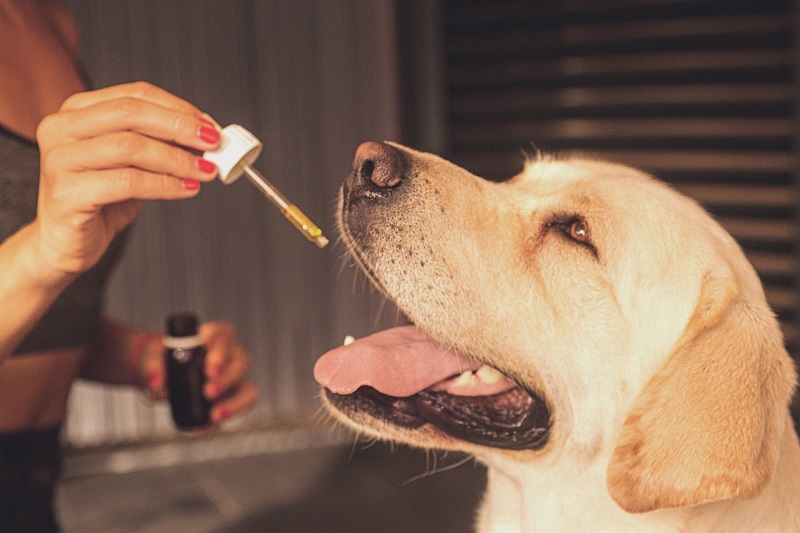 Use CBD for Pets Person Giving a Lab CBD Oil