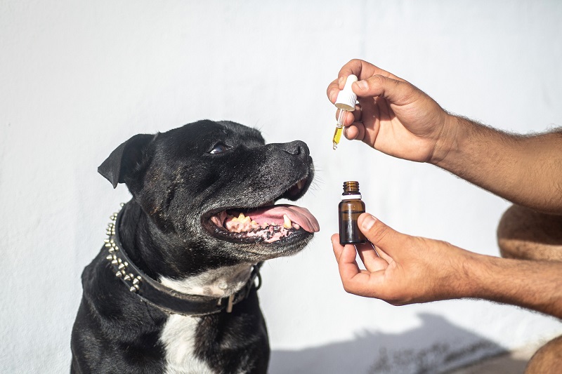 Use CBD for Pets Man Giving His Dog CBD Oil with a Dropper