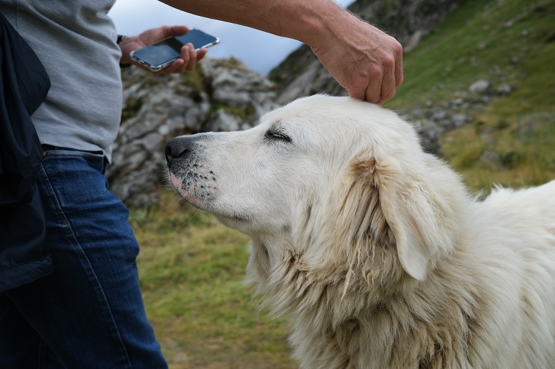 Use CBD for Pets Man Petting His White Dog on a Hillside
