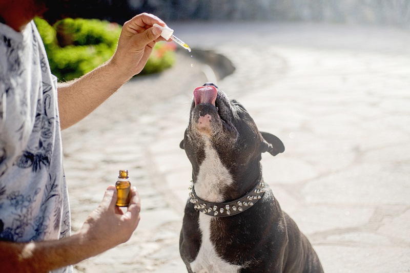 Use CBD for Pets Man Giving His Dog CBD Oil